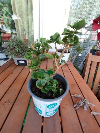 Planta de interior verde