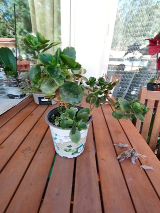 Planta de interior verde