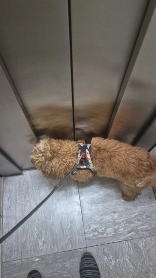 Adiestrador canino a domicilio