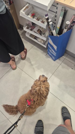 Adiestrador canino a domicilio