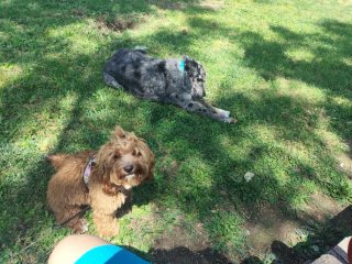 Adiestrador canino a domicilio