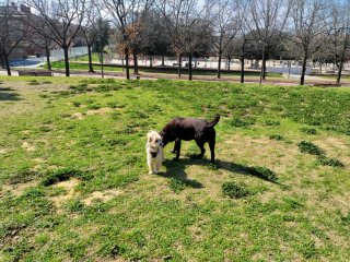 Adiestrador canino profesional