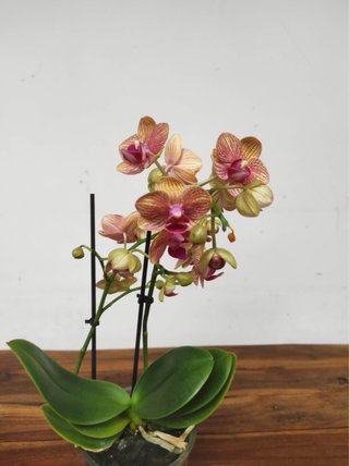 Orquídea Phalaenopsis Naranja