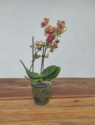 Orquídea Phalaenopsis Naranja