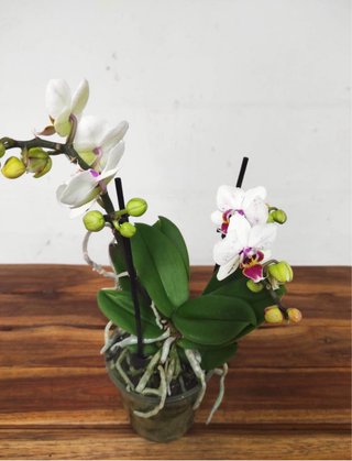 Orquídea Phalaenopsis Blanca y Morado