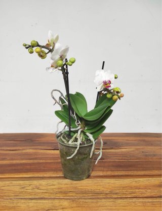 Orquídea Phalaenopsis Blanca y Morado