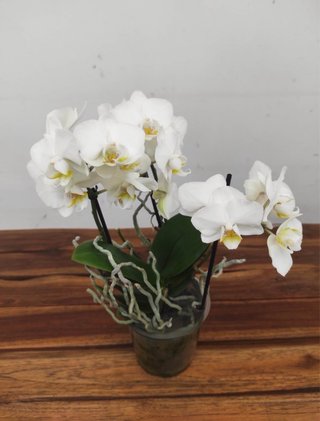 Orquídea Phalaenopsis Blanca