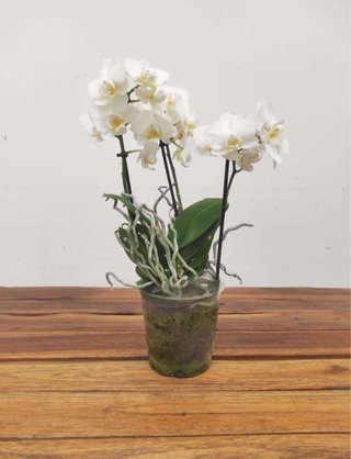 Orquídea Phalaenopsis Blanca