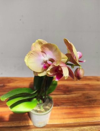 Orquídea Phalaenopsis Naranja y Rosa