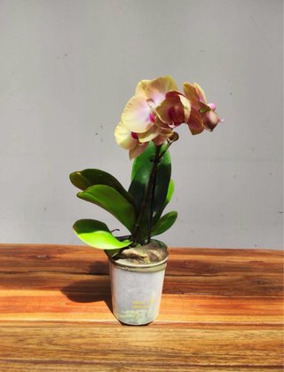 Orquídea Phalaenopsis Naranja y Rosa
