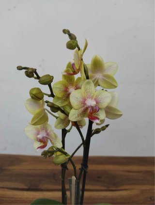 Orquídea Phalaenopsis Amarilla y Rosa