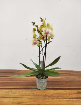 Orquídea Phalaenopsis Amarilla y Rosa