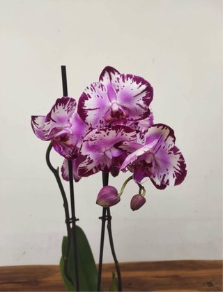 Orquídea Phalaenopsis Rosa