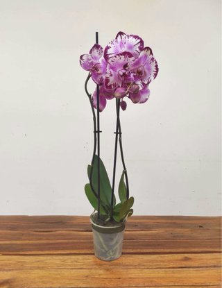 Orquídea Phalaenopsis Rosa