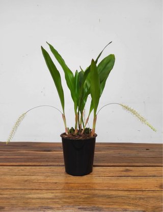 Orquídea Dendrochilum Glumaceum SIN flor