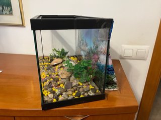 Pecera decorada con conchas y plantas