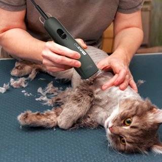 Wahl perro NUEVA