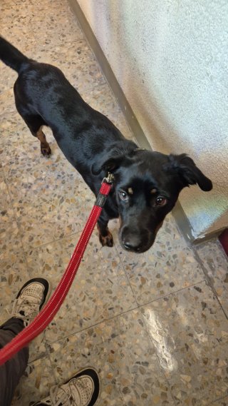 Cuidadora gatos, perros y conejos - Badalona