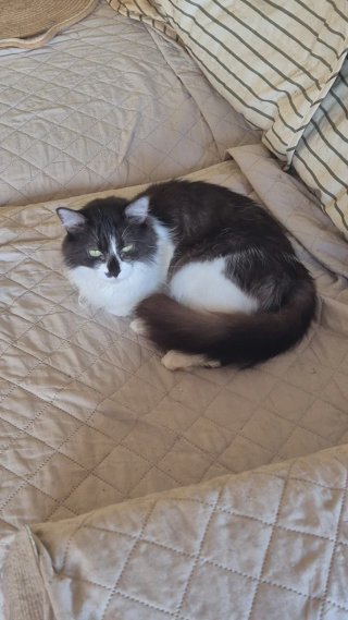 Cuidadora gatos, perros y conejos - Badalona