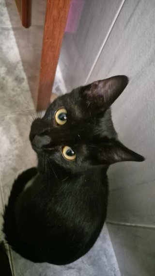 Cuidadora gatos, perros y conejos - Badalona