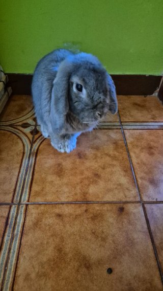Cuidadora gatos, perros y conejos - Badalona