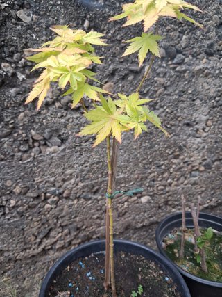 acero orange dream