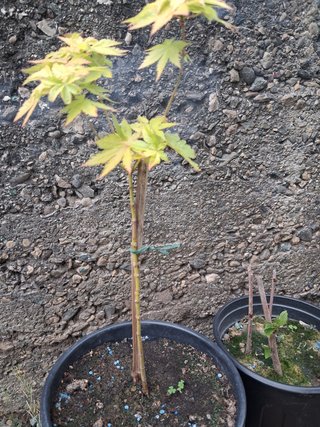 acero orange dream