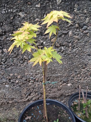 acero orange dream
