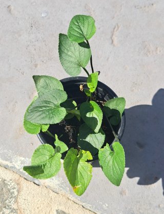 Viola odorata