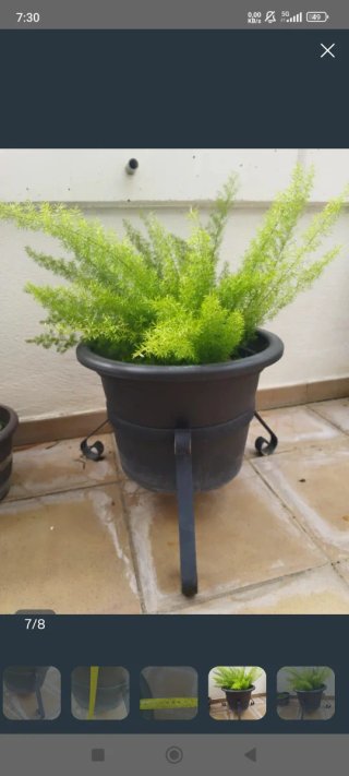 Esparraguera con maceta y base