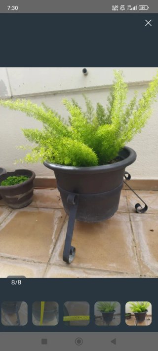 Esparraguera con maceta y base