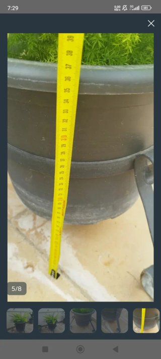 Esparraguera con maceta y base