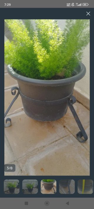 Esparraguera con maceta y base