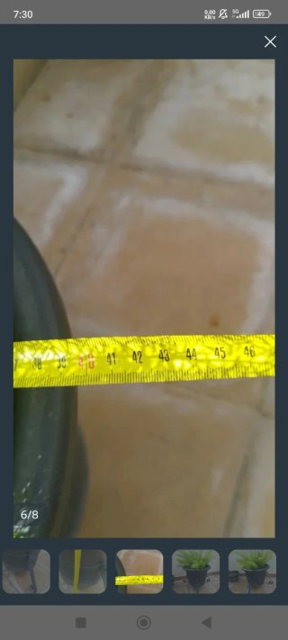 Esparraguera con maceta y base