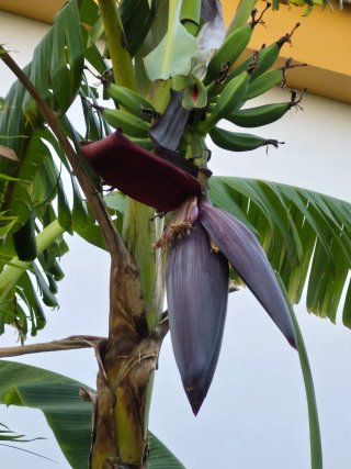 Platanera en maceta