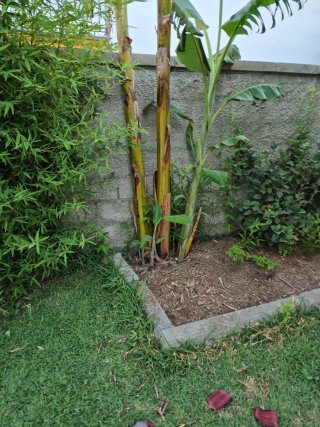 Platanera en maceta