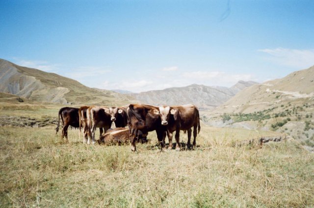 Cámara Canon BF7 compacta analogica