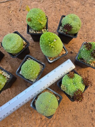 Pseudolithos Migiurtinus Cactus