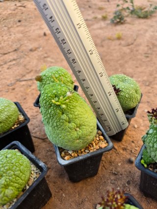 Pseudolithos Migiurtinus Cactus