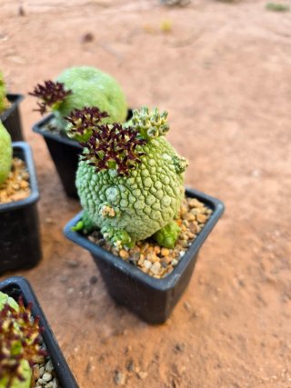 Pseudolithos Migiurtinus Cactus
