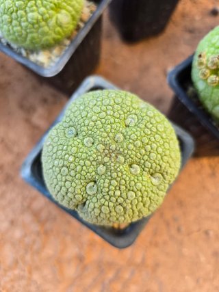 Pseudolithos Migiurtinus Cactus