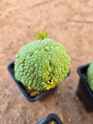 Pseudolithos Migiurtinus Cactus