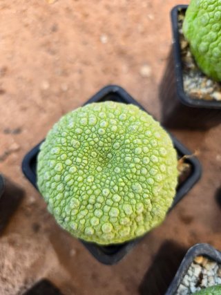 Pseudolithos Migiurtinus Cactus