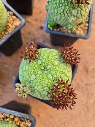 Pseudolithos Migiurtinus Cactus