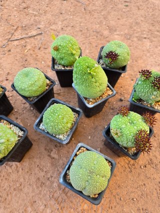 Pseudolithos Migiurtinus Cactus