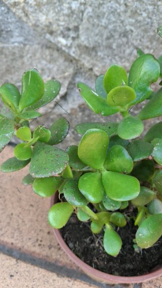 Árbol de Jade