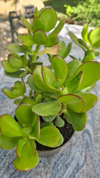 Árbol de Jade