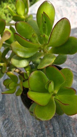 Árbol de Jade