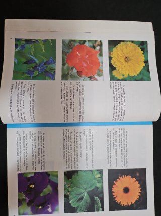 Libro 8 de EGB/el color y la forma