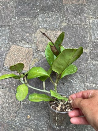 Pianta Sedum Sieboldii / Hoya obo